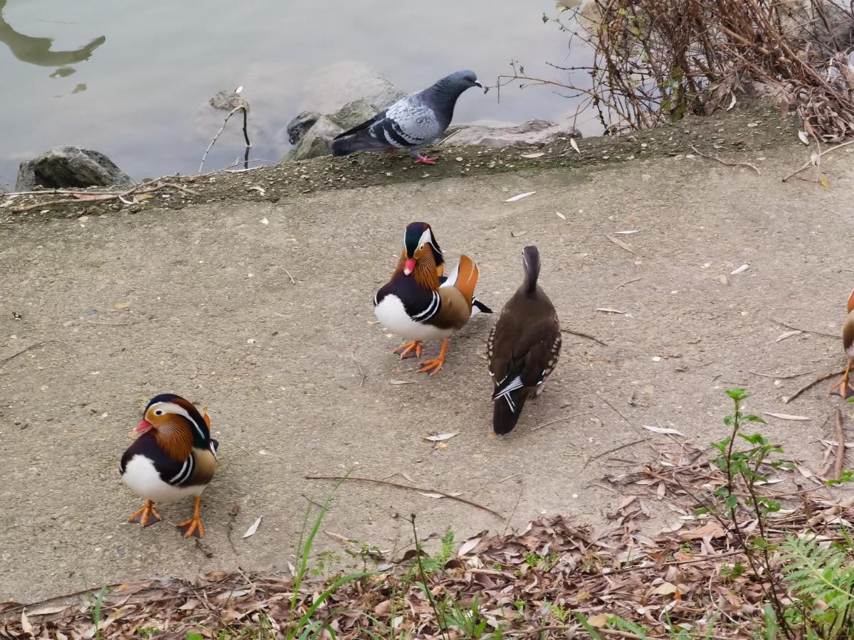 Les Pingouins De La Marne Bed & Breakfast เลอแปโรซูร์มาร์น ภายนอก รูปภาพ