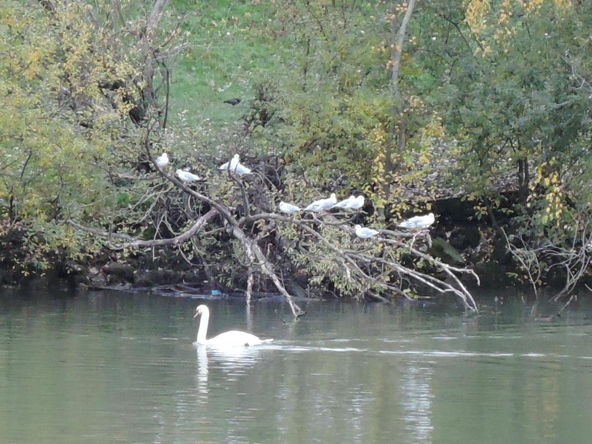 Les Pingouins De La Marne Bed & Breakfast เลอแปโรซูร์มาร์น ภายนอก รูปภาพ